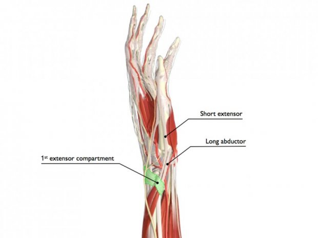 Anatomy Of Thumb